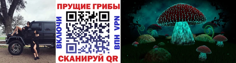 как найти наркотики  Кувшиново  Псилоцибиновые грибы Psilocybe 